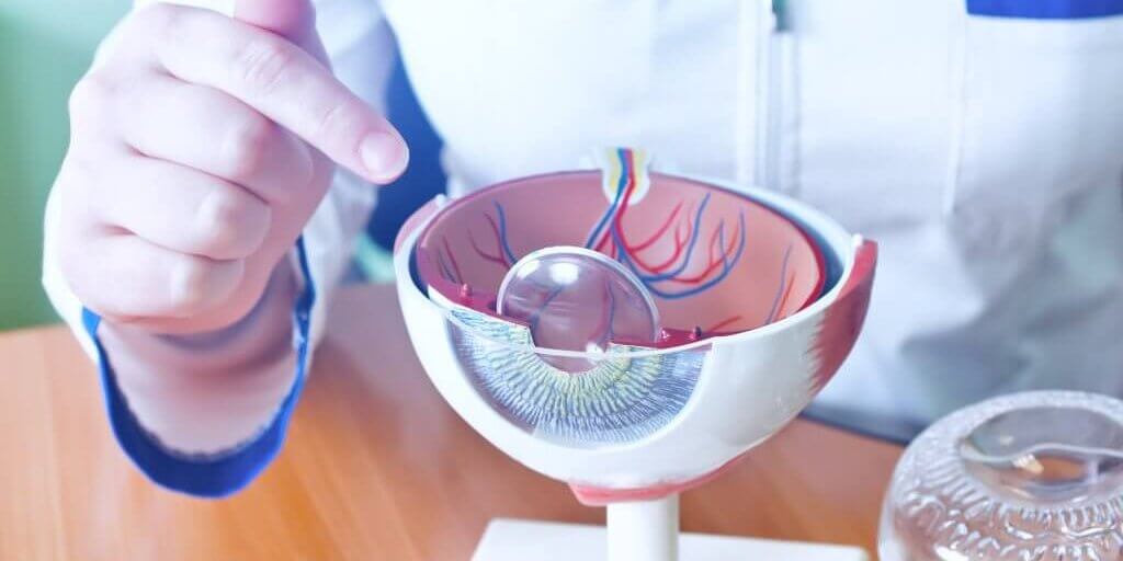 Ophthalmology oculus sample closeup. Ophthalmology, eye model close-up. The ophthalmologist is holding a model of the eye.